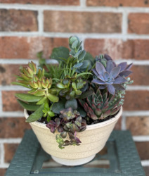 Succulent Planter from Mischler's Florist and Greenhouses in Williamsville, NY