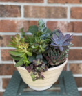 Succulent Planter from Mischler's Florist and Greenhouses in Williamsville, NY