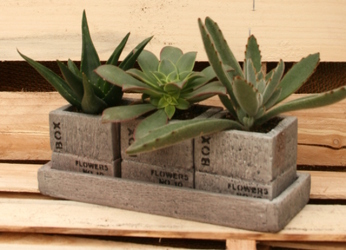 Succulent Crate Trio from Mischler's Florist and Greenhouses in Williamsville, NY