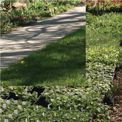 Gardens To Go - Shade Loving from Mischler's Florist and Greenhouses in Williamsville, NY