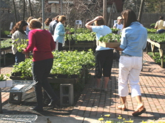 69 Cent Perennial Sale from Mischler's Florist and Greenhouses in Williamsville, NY