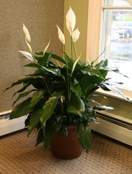 Spathiphyllum from Mischler's Florist and Greenhouses in Williamsville, NY