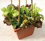Patio Pot of Frost Tolerant Veggies from Mischler's Florist and Greenhouses in Williamsville, NY