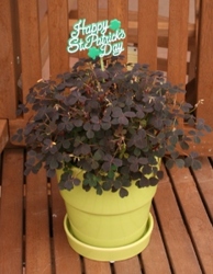 St Pat's Shamrock from Mischler's Florist and Greenhouses in Williamsville, NY