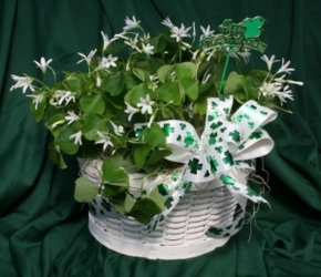 St. Paddy's Shamrock from Mischler's Florist and Greenhouses in Williamsville, NY