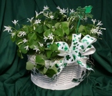 St. Paddy's Shamrock from Mischler's Florist and Greenhouses in Williamsville, NY