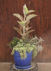 Succulent Ceramic Pot from Mischler's Florist and Greenhouses in Williamsville, NY