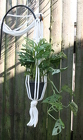 Macrame Swiss Cheese Plant from Mischler's Florist and Greenhouses in Williamsville, NY