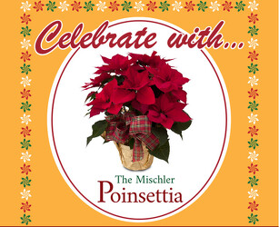 The Mischler Poinsettia Triple