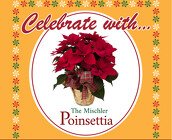 The Mischler Poinsettia Triple from Mischler's Florist and Greenhouses in Williamsville, NY