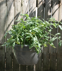 Tomato Hanging Basket from Mischler's Florist and Greenhouses in Williamsville, NY