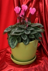 Cyclamen  from Mischler's Florist and Greenhouses in Williamsville, NY