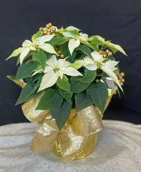 Princettia White from Mischler's Florist and Greenhouses in Williamsville, NY