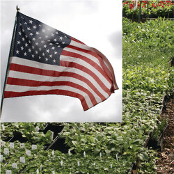 Gardens To Go - WNY Natives from Mischler's Florist and Greenhouses in Williamsville, NY