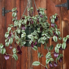 Hanging Basket Wandering Jew from Mischler's Florist and Greenhouses in Williamsville, NY