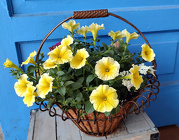 Wire Handle Basket from Mischler's Florist and Greenhouses in Williamsville, NY