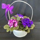 African Violets  from Mischler's Florist and Greenhouses in Williamsville, NY