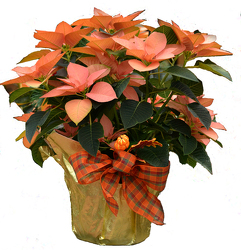 Autumn Leaves Poinsettia from Mischler's Florist and Greenhouses in Williamsville, NY
