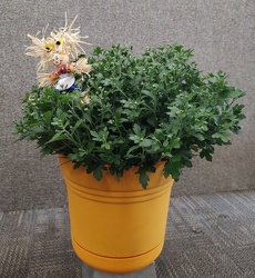 Autumn Mum from Mischler's Florist and Greenhouses in Williamsville, NY