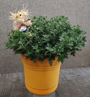 Autumn Mum from Mischler's Florist and Greenhouses in Williamsville, NY