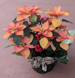 Autumn Leaves Poinsettia from Mischler's Florist and Greenhouses in Williamsville, NY