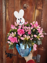 Easter Azalea from Mischler's Florist and Greenhouses in Williamsville, NY