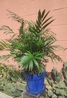 Belle Palm Ceramic from Mischler's Florist and Greenhouses in Williamsville, NY