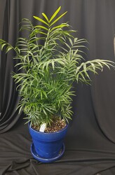 Neanthe Belle Palm Houseplant from Mischler's Florist and Greenhouses in Williamsville, NY