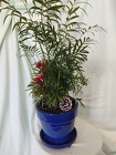 Christmas Belles Houseplant from Mischler's Florist and Greenhouses in Williamsville, NY