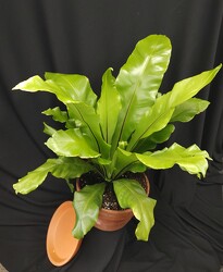 Bird Nest Fern from Mischler's Florist and Greenhouses in Williamsville, NY