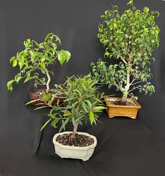 FICUS BONSAI COLLECTION from Mischler's Florist and Greenhouses in Williamsville, NY
