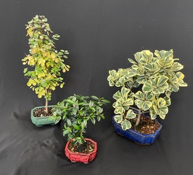 Grower's Choice Bonsai from Mischler's Florist and Greenhouses in Williamsville, NY