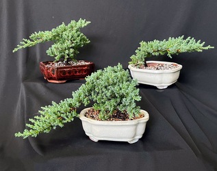 Juniper Bonsai from Mischler's Florist and Greenhouses in Williamsville, NY
