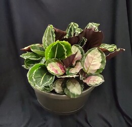 Calathea Planter from Mischler's Florist and Greenhouses in Williamsville, NY