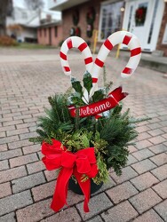 Candy Cane Greens Patio Pot from Mischler's Florist and Greenhouses in Williamsville, NY