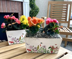 Cheerful Begonias  from Mischler's Florist and Greenhouses in Williamsville, NY