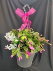Christmas Cactus Basket from Mischler's Florist and Greenhouses in Williamsville, NY