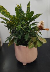 Cozy Desktop Planter from Mischler's Florist and Greenhouses in Williamsville, NY