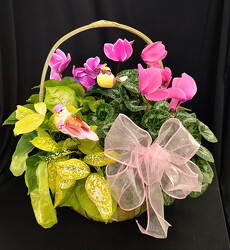 Large Cyclamen Basket Combo from Mischler's Florist and Greenhouses in Williamsville, NY