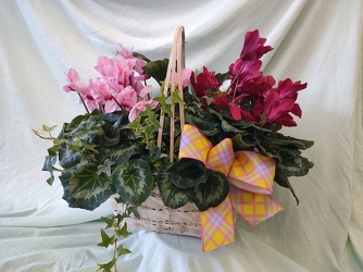 FLOWERING CYCLAMEN BASKET from Mischler's Florist and Greenhouses in Williamsville, NY