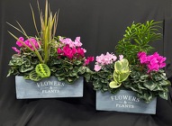 Cyclamen Box from Mischler's Florist and Greenhouses in Williamsville, NY