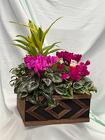 Cyclamen Box from Mischler's Florist and Greenhouses in Williamsville, NY