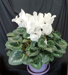 Cyclamen Ceramic Pot from Mischler's Florist and Greenhouses in Williamsville, NY