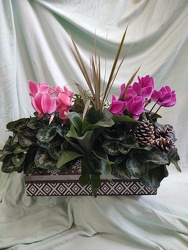 Cyclamen Winter Box from Mischler's Florist and Greenhouses in Williamsville, NY