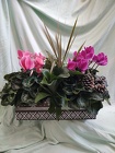 Cyclamen Winter Box from Mischler's Florist and Greenhouses in Williamsville, NY