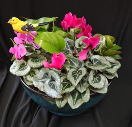 Cyclamen Bowl from Mischler's Florist and Greenhouses in Williamsville, NY