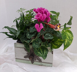 Cyclamen Drawer  from Mischler's Florist and Greenhouses in Williamsville, NY