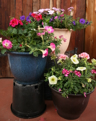 Mixed 12 inch container from Mischler's Florist and Greenhouses in Williamsville, NY