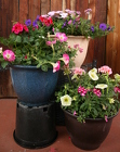 Mixed 12 inch container from Mischler's Florist and Greenhouses in Williamsville, NY