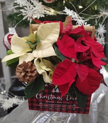 Poisettia Farm Tool Box from Mischler's Florist and Greenhouses in Williamsville, NY